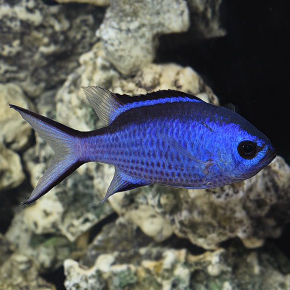 Blue Reef Chromis : Saltwater Aquarium 
