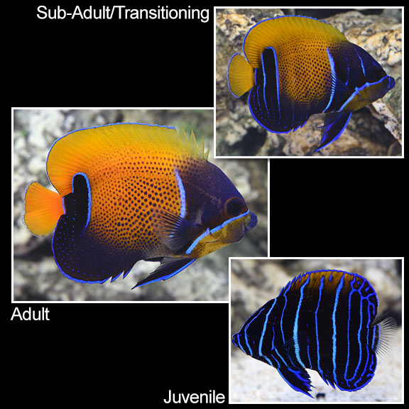 saltwater aquarium fish for