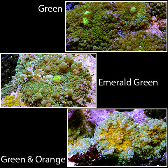 saltwater aquarium corals for