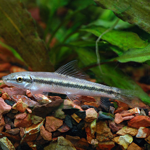 Chinese Algae Eater: Tropical Fish for 