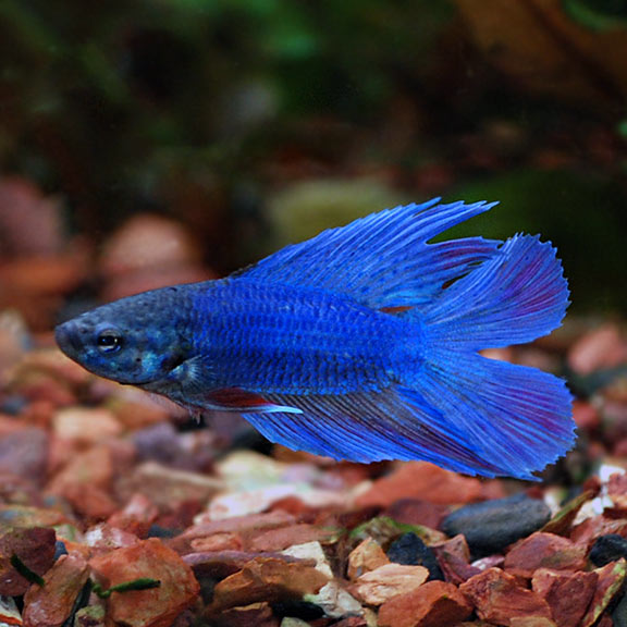 Twin Tail Betta Siamese Fighting Fish Tropical Fish For Freshwater Aquariums