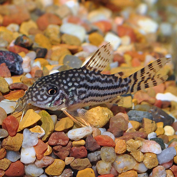 Sterba S Cory Catfish Tropical Fish For Freshwater Aquariums
