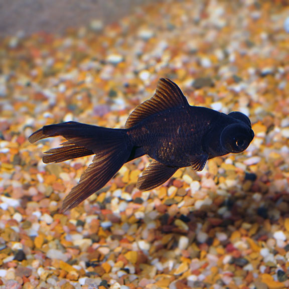 Black Moor Goldfish: Tropical Fish for 