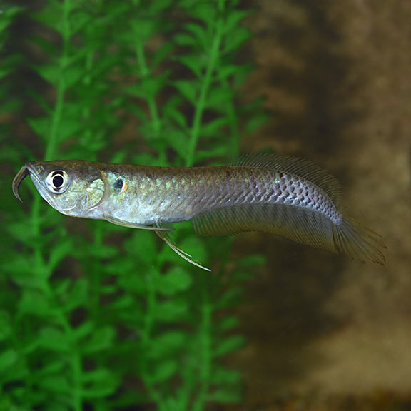 Silver Arowana : Tropical Fish for 