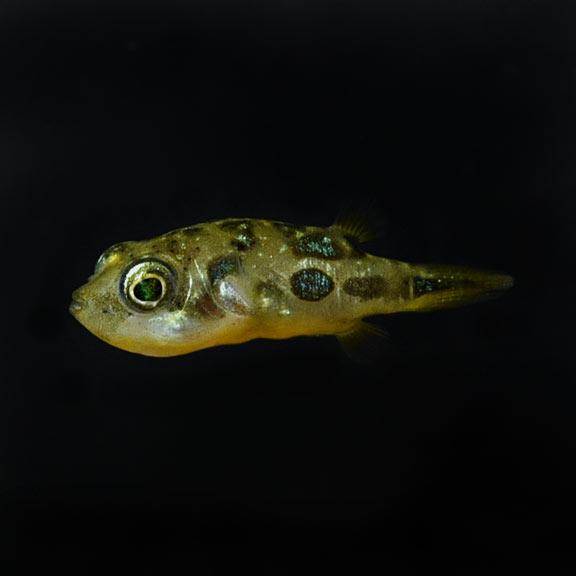 small freshwater puffer fish