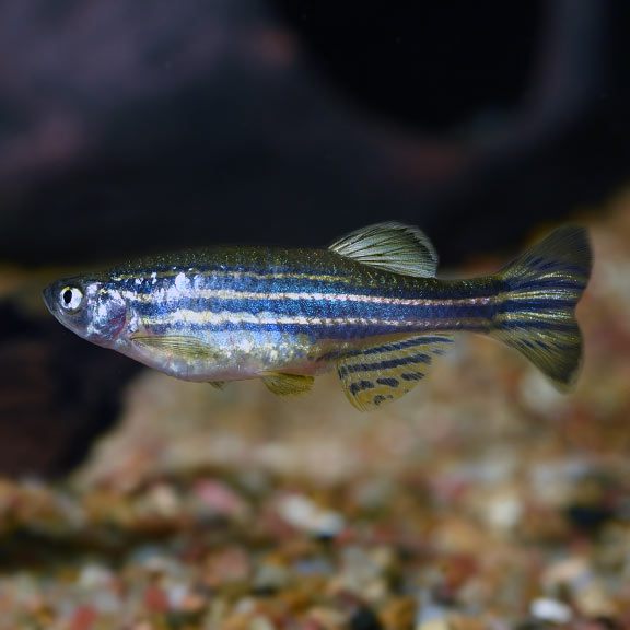Zebra Danio Minnow Tropical Fish For Freshwater Aquariums,Fancy Cocktail Glassware
