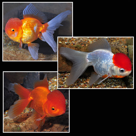 exotic goldfish for sale