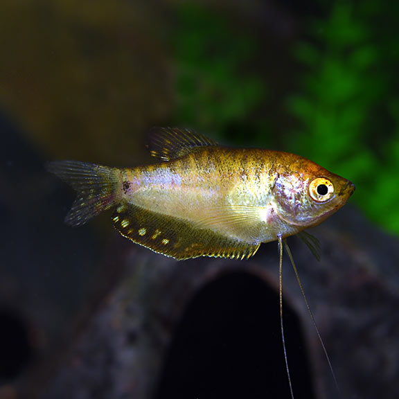 Gold Gourami: Freshwater Aquarium Fish