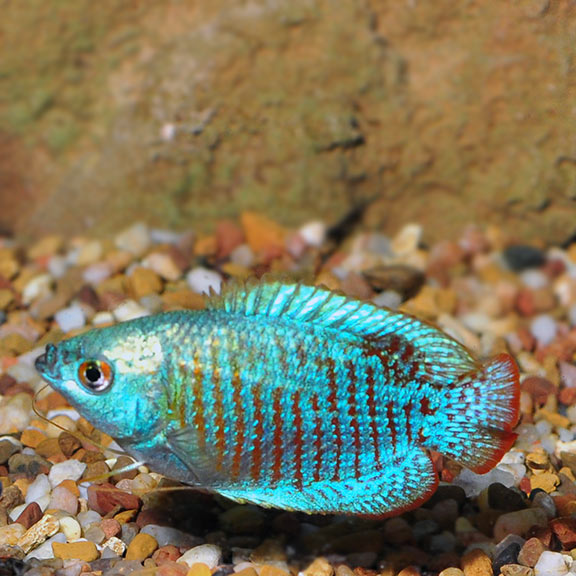 Neon Blue Dwarf Gourami: Tropical Fish 
