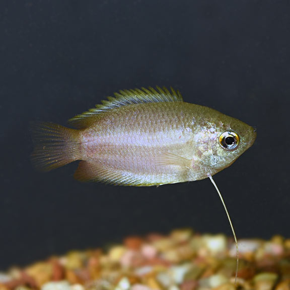 Honey Dwarf Gourami Tropical Fish For Freshwater Aquariums,Eggplant Recipes