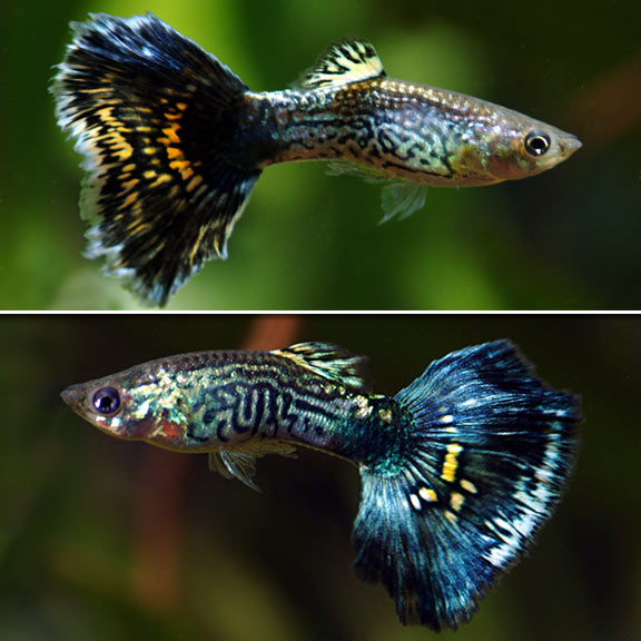 blue cobra guppy