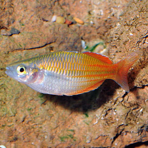 Boesemani Rainbow: Tropical Fish for 