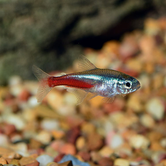 Neon Tetra Tropical Fish For Freshwater Aquariums