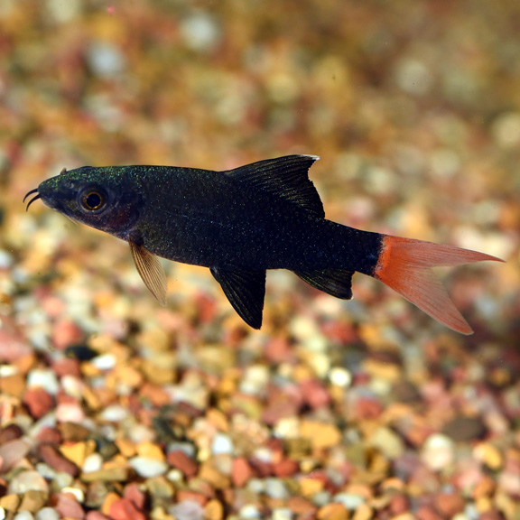 red tail shark with african cichlids