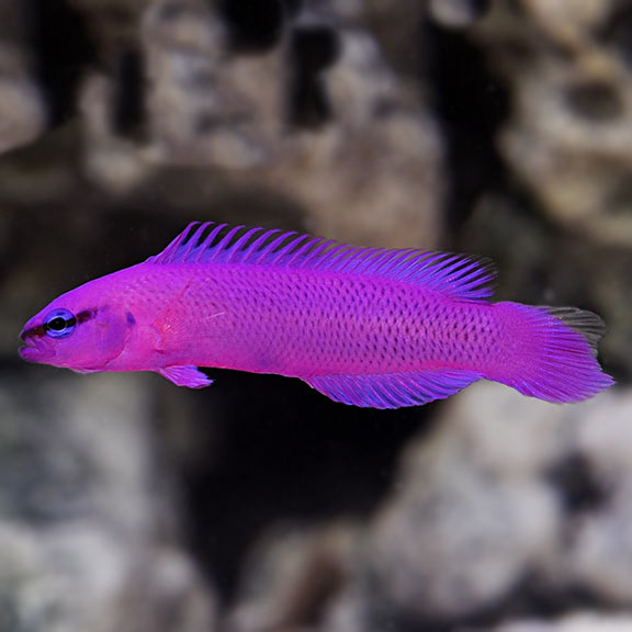 Orchid Dottyback - Captive-Bred 