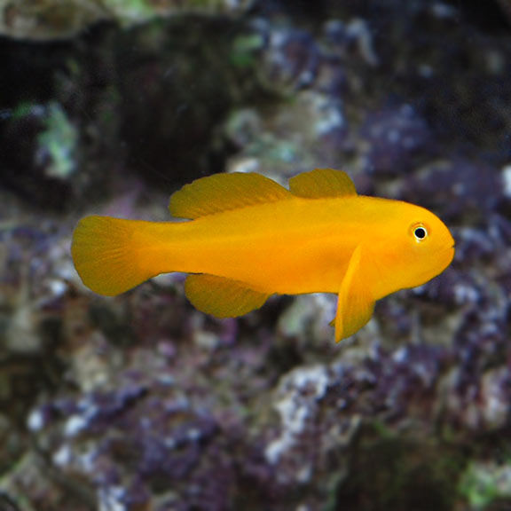 Clown Goby, Yellow: Saltwater Aquarium 
