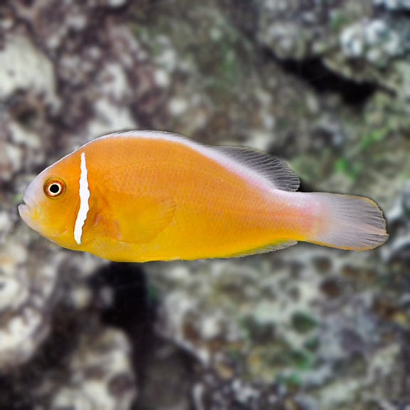 saltwater aquarium fish for