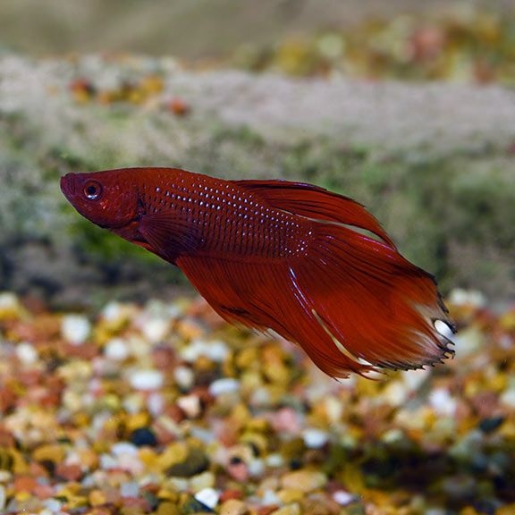 Betta - Male: Tropical Fish for 