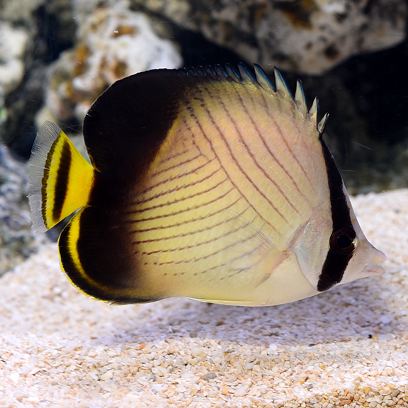 Indian Vegabond Butterflyfish Saltwater Aquarium Fish For Marine