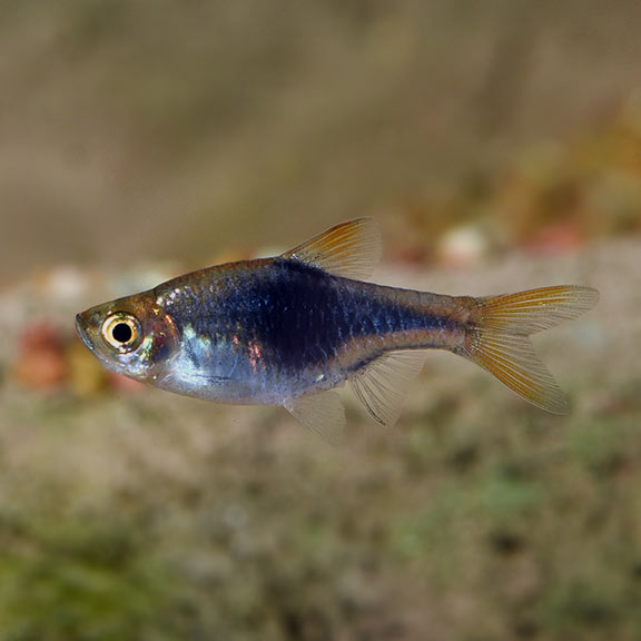 harlequin rasbora betta