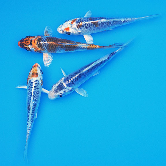 japanese koi fry for sale