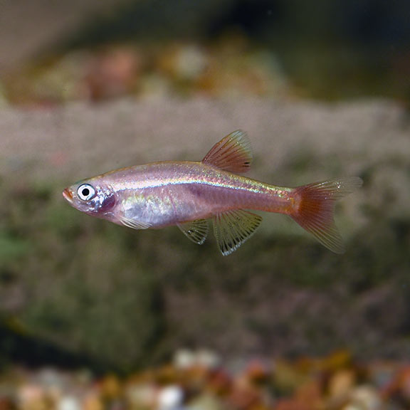 Golden White Cloud Mountain Minnow Tropical Fish For Freshwater Aquariums,Data Entry At Home Jobs Uk