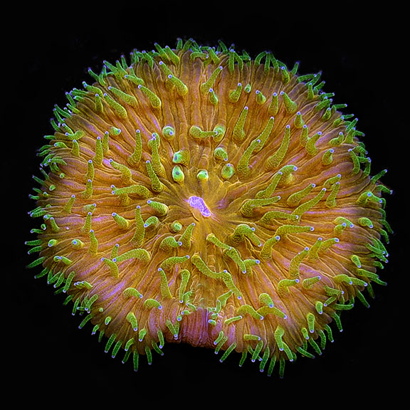 saltwater aquarium corals for