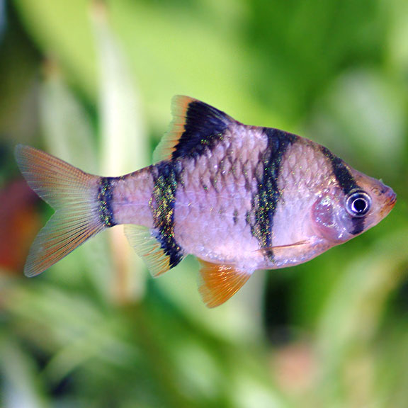 Tiger Barb: Tropical Fish for 