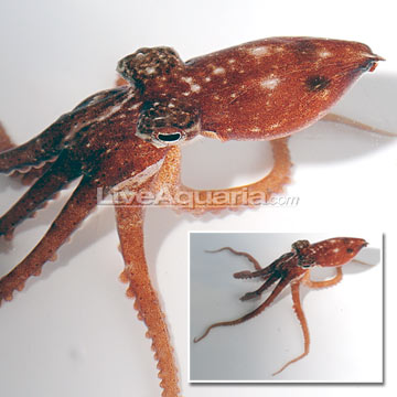 Atlantic Pygmy Octopus EXPERT ONLY