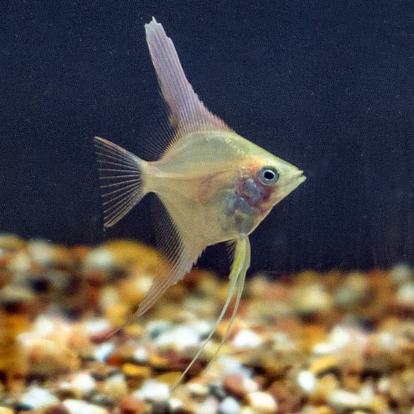 LiveAquaria® Captive-Bred Gold Angelfish Group