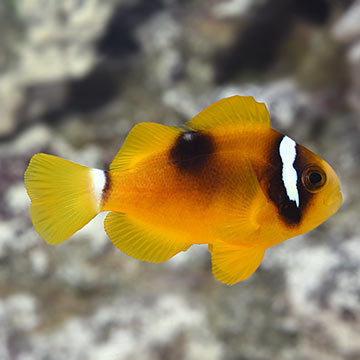 ORA&reg; Captive-Bred Deluxe Clarkii Clownfish 