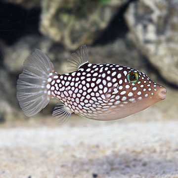 Spotted Puffer