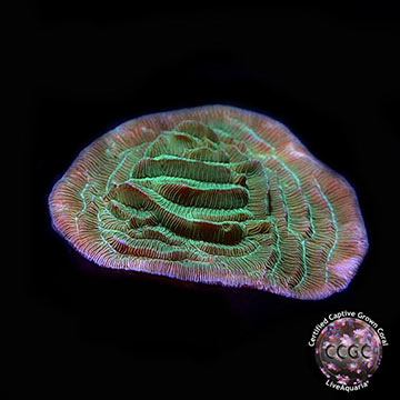 LiveAquaria® CCGC Aquacultured Green Pachyseris Coral