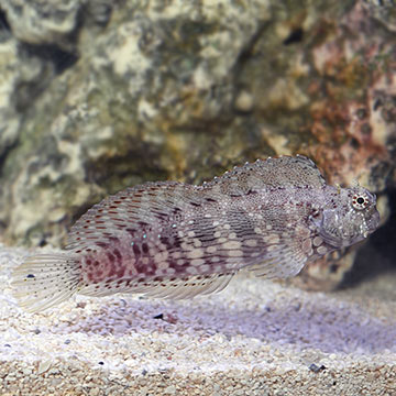 Sailfin/Algae Blenny