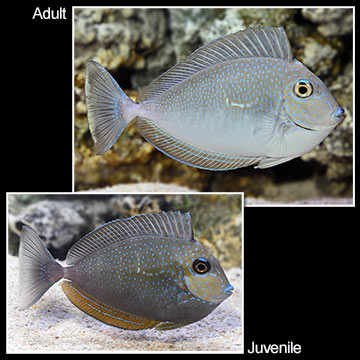 Vlamingii Tang