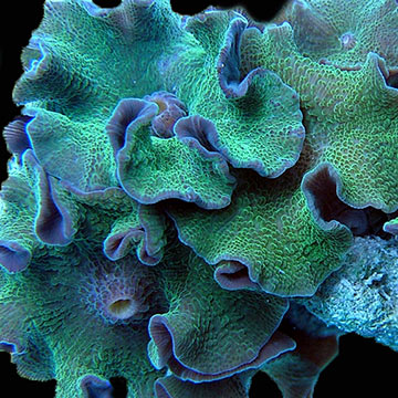 Green Fluorescent Mushroom