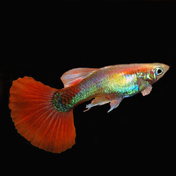Red Fire Guppy Group, Male