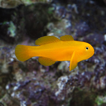 Clown Goby, Yellow