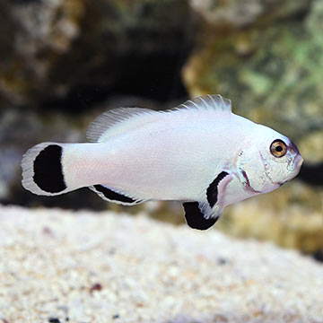 Proaquatix Captive-Bred Flurry Clownfish
