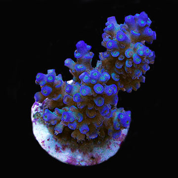 ORA&reg; Aquacultured Marshall Island Blue Bottlebrush Acropora Coral