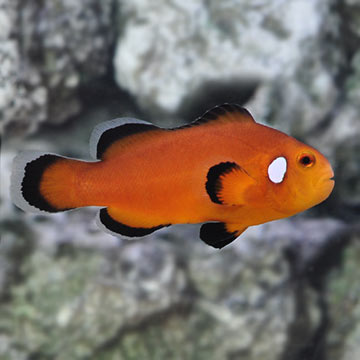 Nearly Naked Ocellaris Clownfish, Captive-Bred