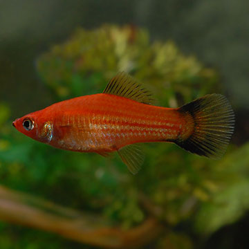 Red Wag Swordtail Group