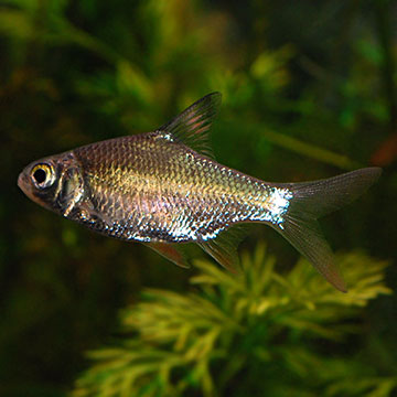 Tinfoil Red Tail Barb Group