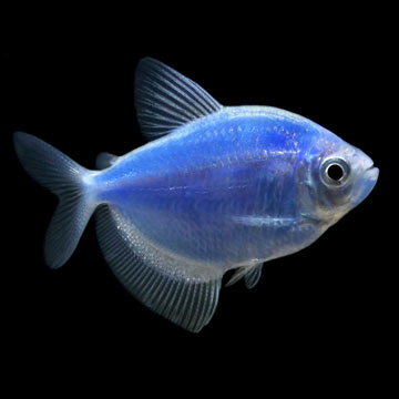 GloFish®, Cosmic Blue® Tetra