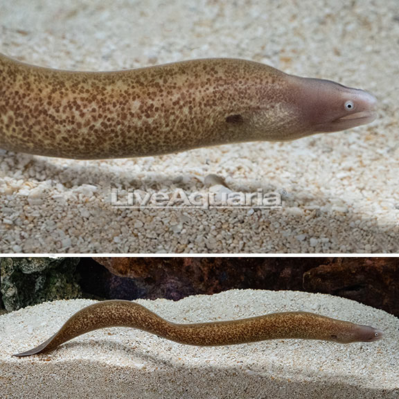 White-eyed Moray Eel