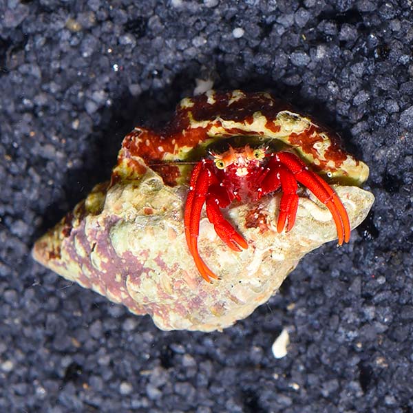 Scarlet Reef Hermit Crabs