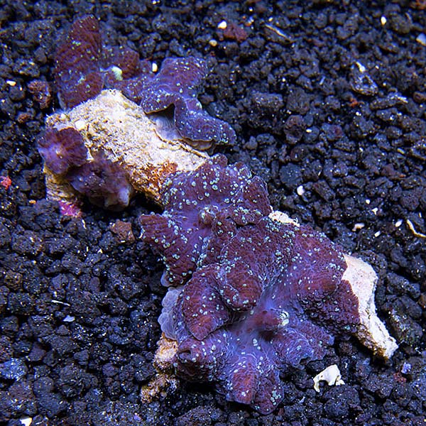 Purple Speckled Mushroom Coral 