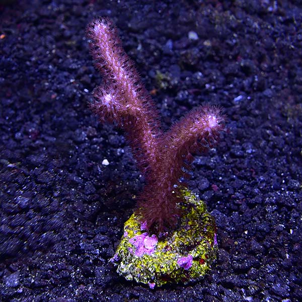 Biota Aquacultured Palauan Pink Gorgonian