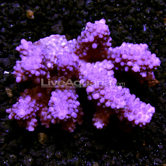 Purple Tipped Secale Acropora Coral (Aquacultured)