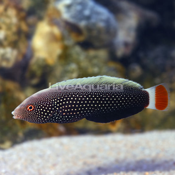 Redtail Tamarin Wrasse EXPERT ONLY